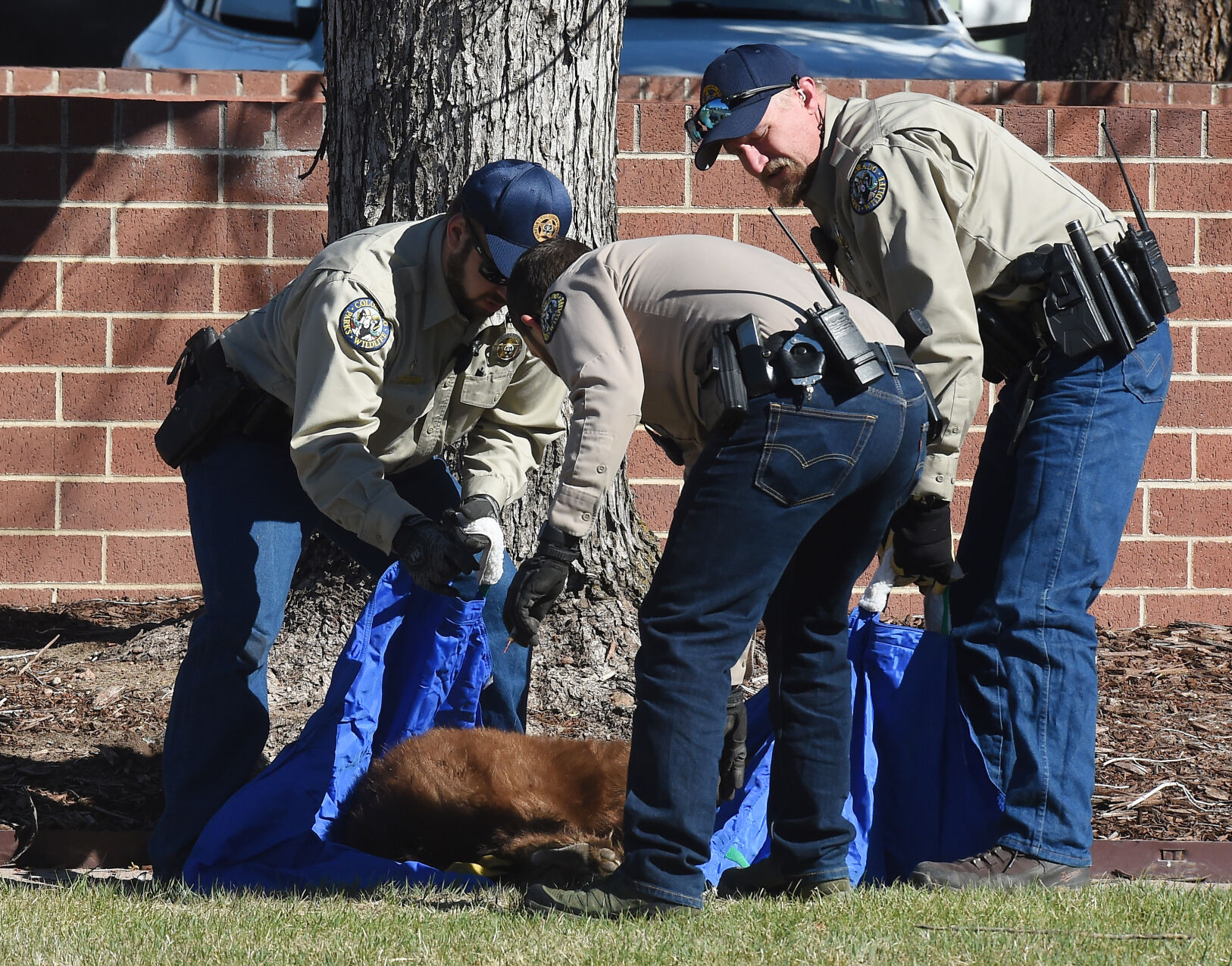 043121-news-bear 13.JPG